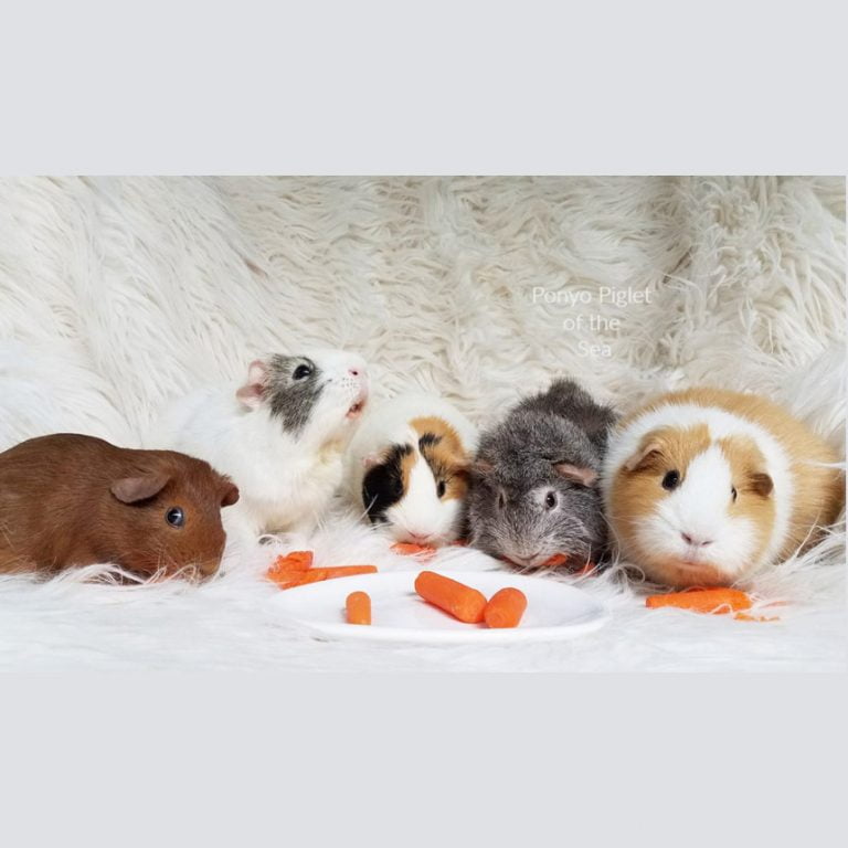 Guinea Pig Grooming Services