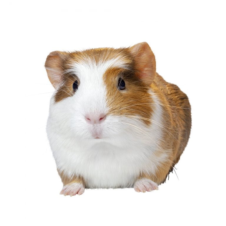 Lonely Guinea Pig