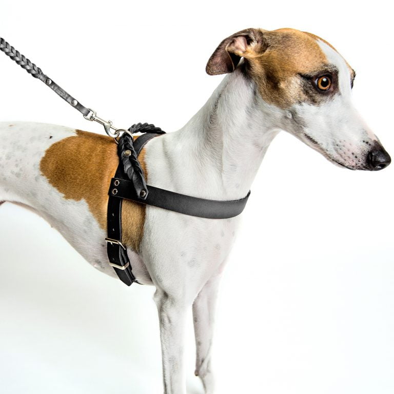 Leather Greyhound Collars